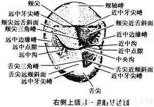 右侧上颌第一前磨牙示意图