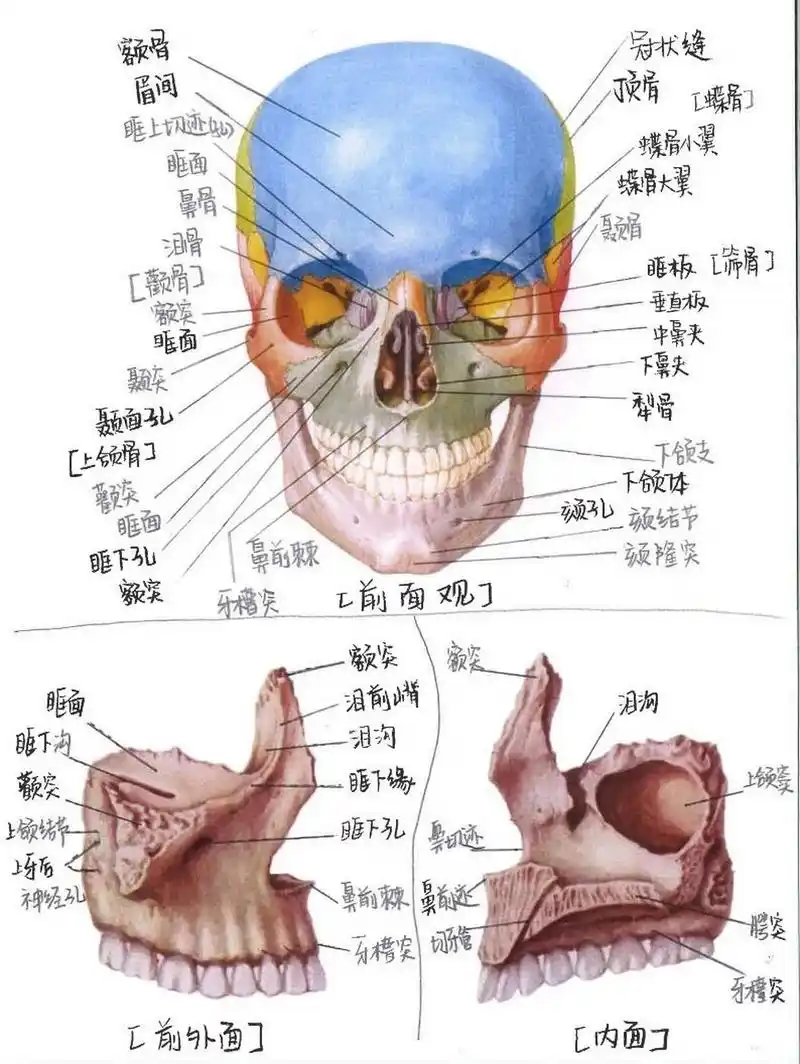 【8】种牙必看科普——上颌骨解剖结构 上颌骨位于颜中面部,是面部