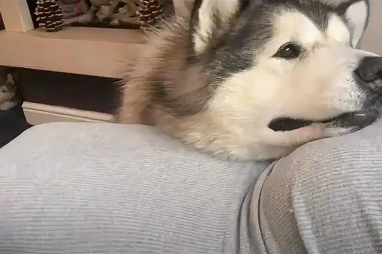 女主人怀孕6个月狗狗总是蹭肚皮去医院产检时当场崩溃