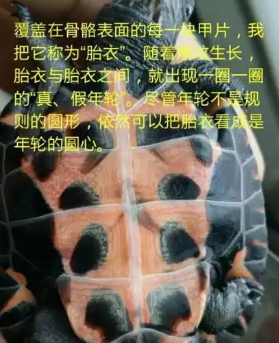 中华草龟怎样看年龄