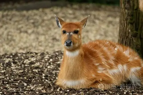 明亮的黄色躺着的羚羊