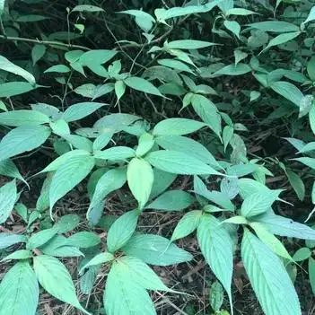 南板蓝根,鲜株.