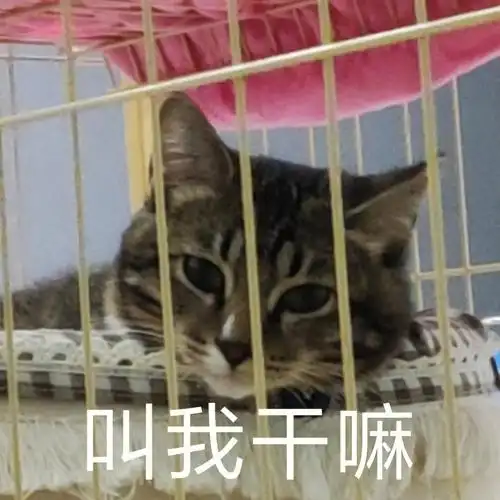 咬人猫被罚劳改