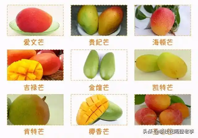 全国芒果成熟上市,口感肉质各不同,教你买到正品攀枝花芒果|水果_网易