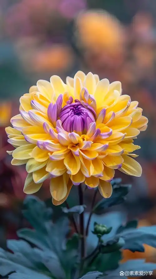 🌼秋天的早晨漫步菊花园中,被那片五彩斑斓的菊花深深吸引.