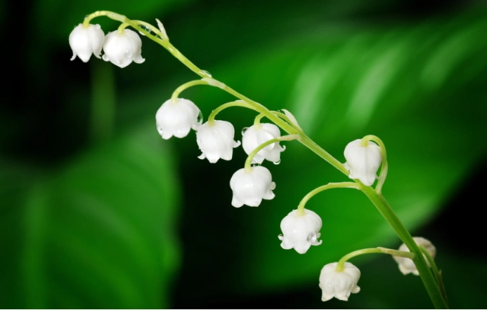 唯美不似人间种——明丽优雅的风铃草