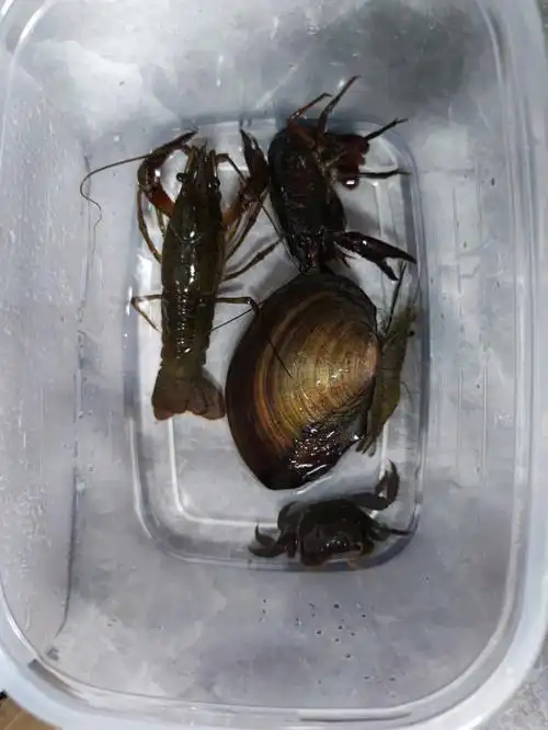 杭州夜钓小龙虾