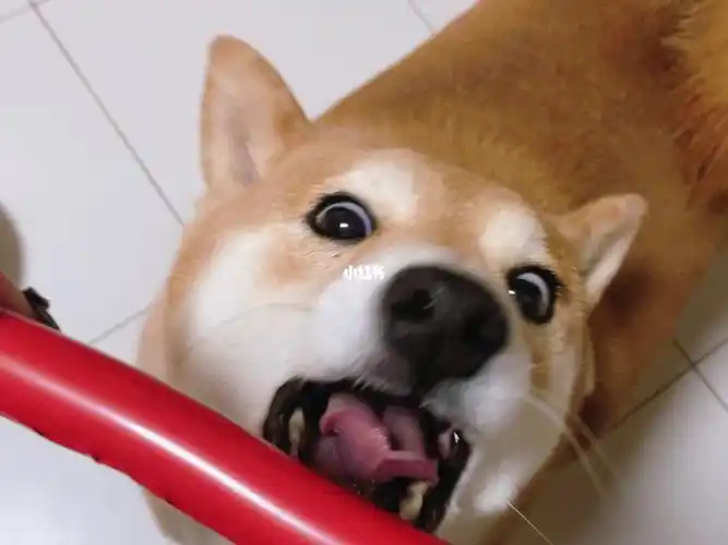 斗鸡眼小狗不给吃拉倒02