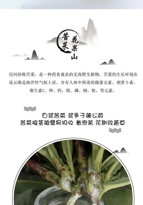 白浆苦菜紫花苦菜破壁易吸收浆多于蒲公英自然晾野生包邮送红糖