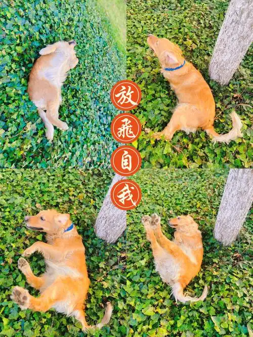 金毛豆花放飞自我时间