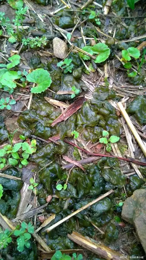 大冬天在河堤上遇见地木耳不可思议