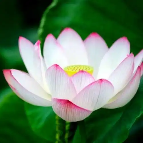 佛系图片头像禅意荷花 独一无二的佛系莲花图片微信头像_微信头像