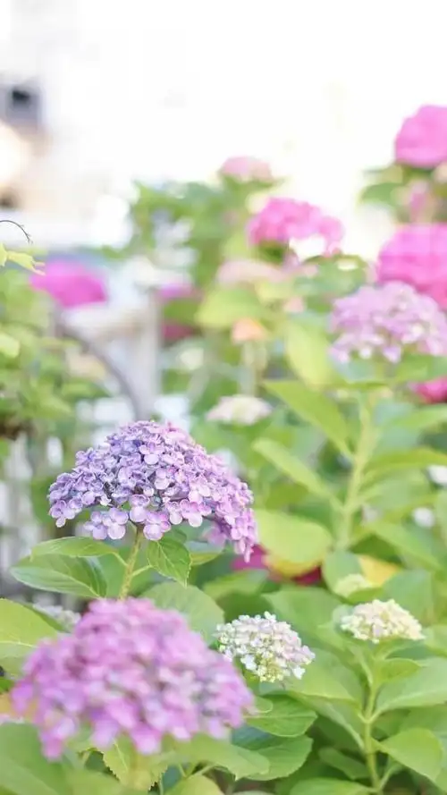 小清新绣球花唯美简约花语