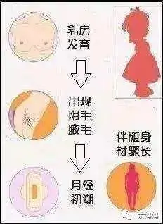 女孩青春发育的顺序是:乳房发育,阴毛外生殖器改变,腋毛,初潮 ;青春