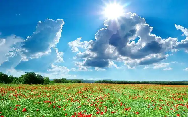 高清晰蓝天白云阳光下的红花场地壁纸封面大图