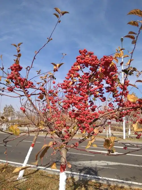 诱人的冬红海棠果
