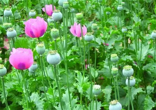 罂粟:你有毒,你这个人真毒辣