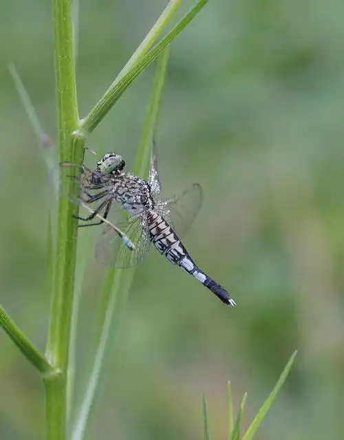 我的"昆虫记" 蜻蜓篇 - 美篇