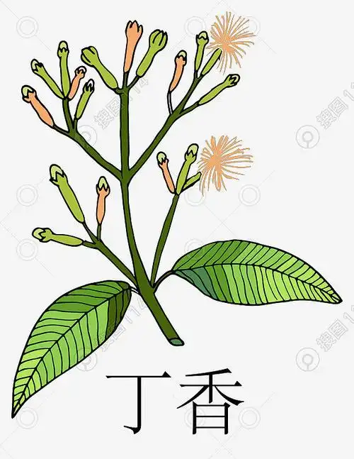 中草药植物草本手绘