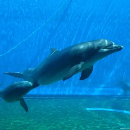 因此,科学界一致认为海豚属于哺乳纲,齿鲸小目,与其他鲸类共同构成了