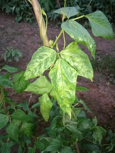 看看我的豆角叶子怎么了