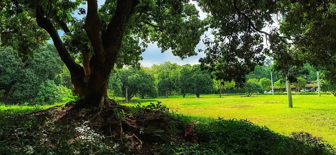 大树底下 [首发]