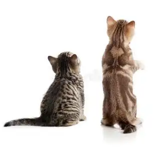 两只猫背影图片