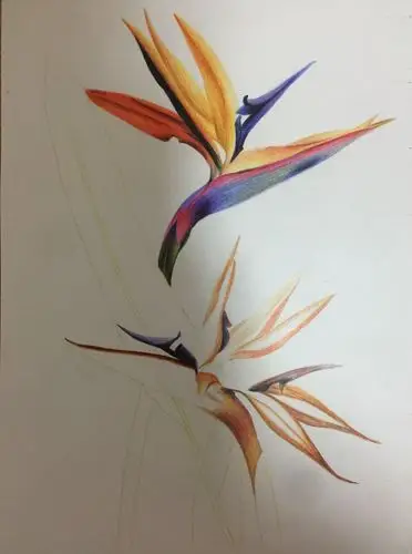 彩铅画——天堂鸟