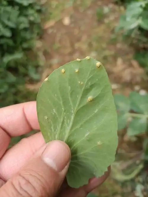 豌豆黄锈病,请问老师怎么治疗有效.