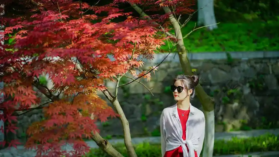 森林红衣美女枫叶前背景曙光