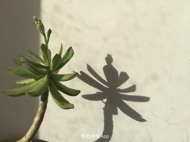 熊童花月舞娘要开花了影子如端坐的仕女表情7