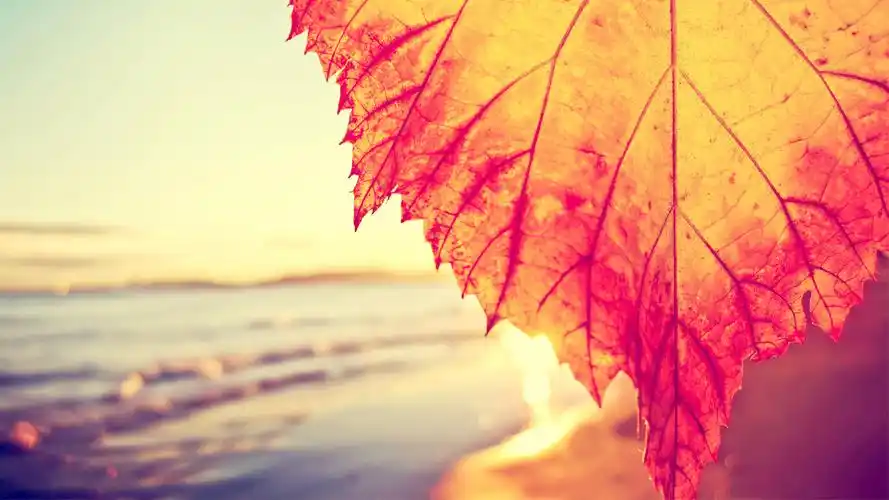 深圳坪山区附近哪家托福培训效果好