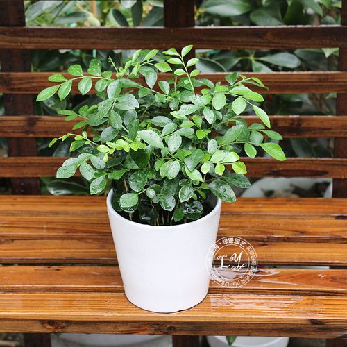 七里香盆栽又名九里香小型桌面室内四季常青植物绿植