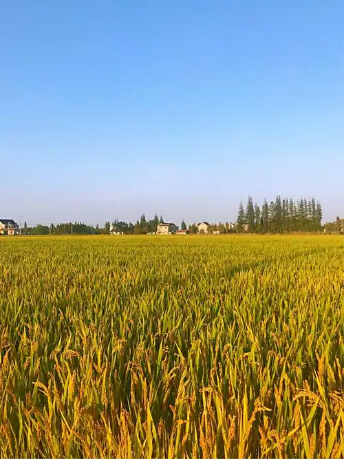 秋天,田野里一片金黄,美丽至极!不信?请看