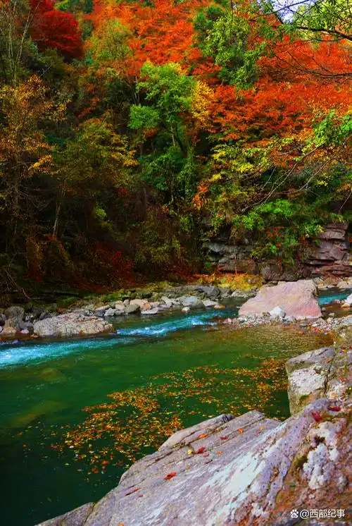每到秋天,黎坪漫山枫红桦黄,色彩明艳,妆点着山间的秋意,形成一幅迷人