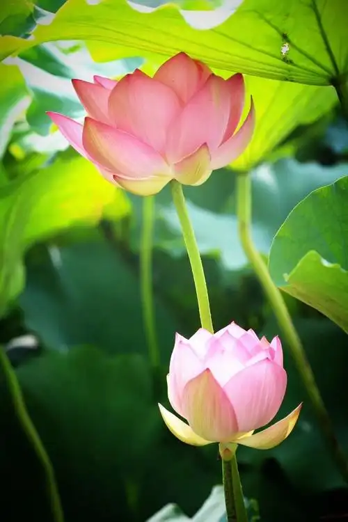 这是徐州同学苏尚云拍的一组莲花.