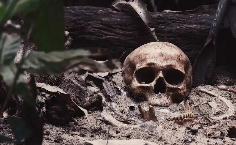 10吨人类尸体被fbi发现血腥细节全曝光全部切碎胡乱缝