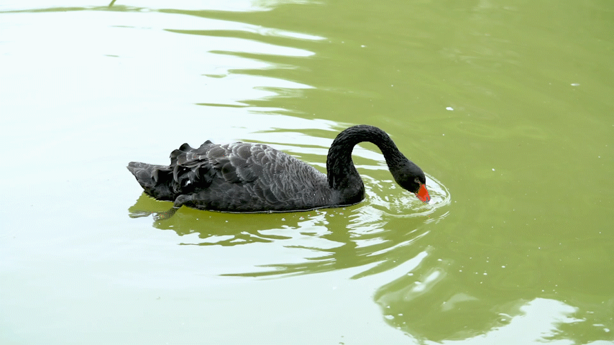 889_500gif 动态图 动图