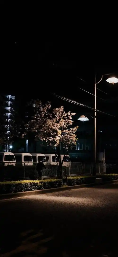 黑色系壁纸前途与玫瑰来日与方长