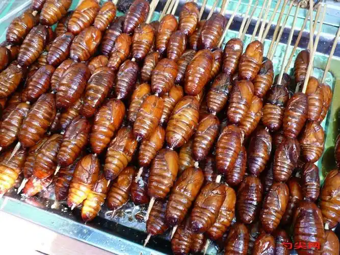 油烹蚕蛾特点:香酥不腻,味美可口.