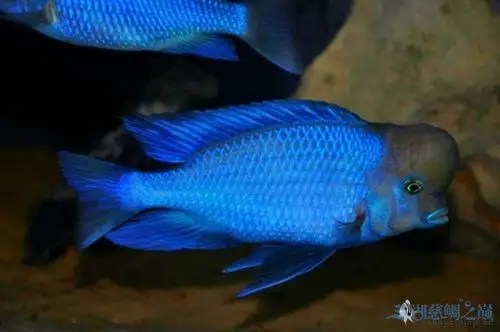 三湖慈鲷蓝茉莉,纯蓝