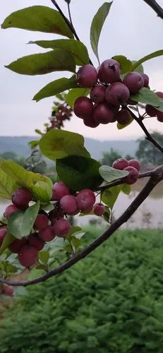 绚丽海棠挂果率高时间长可带果发货