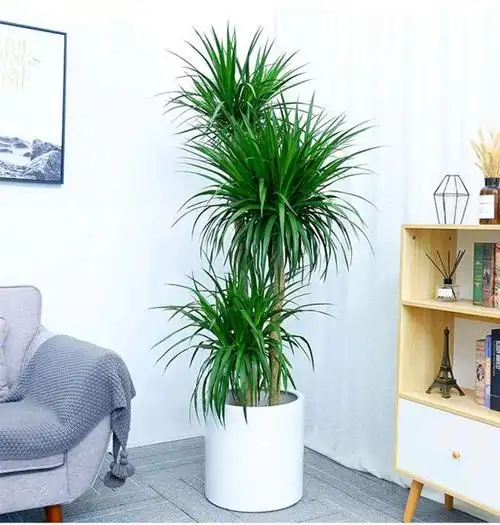 该怎样养护?来了解一下吧