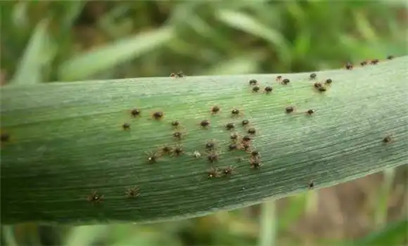在北方,红蜘蛛多以成虫潜伏于杂草,土缝中越冬,南方则以成虫,卵,幼虫