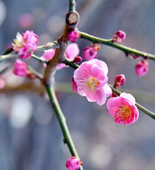 梅花盛开的帝都