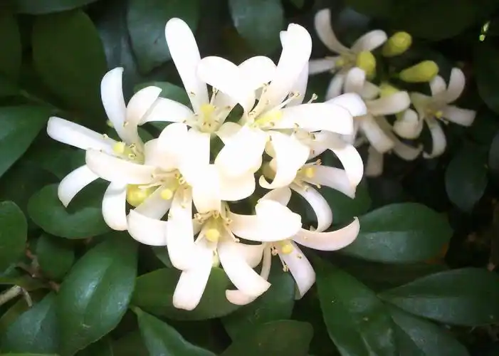 七里香是什么 七里香是什么香味