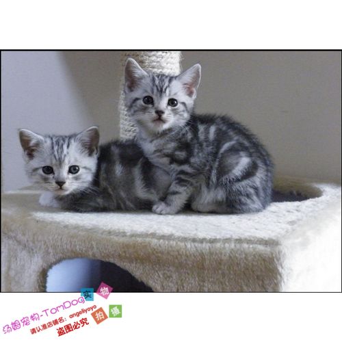 纯种美国短毛猫幼猫活体家养美短银虎斑宠物猫幼猫活体萌宠可爱e