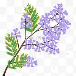 蓝花楹花朵