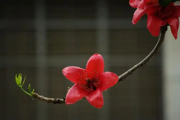 木棉花开