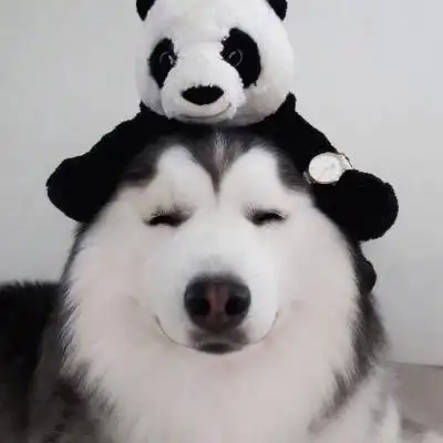 高清二货哈士奇头像高清搞笑可爱的二哈蠢萌头像图片